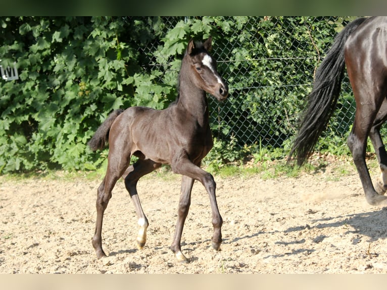 Hanovrien Jument Poulain (05/2024) 169 cm Noir in Kutenholz