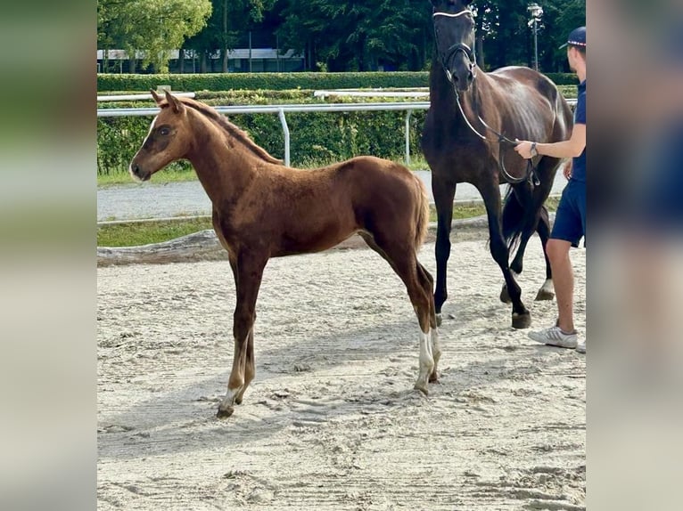 Hanovrien Jument Poulain (06/2025) 170 cm Alezan brûlé in Herten