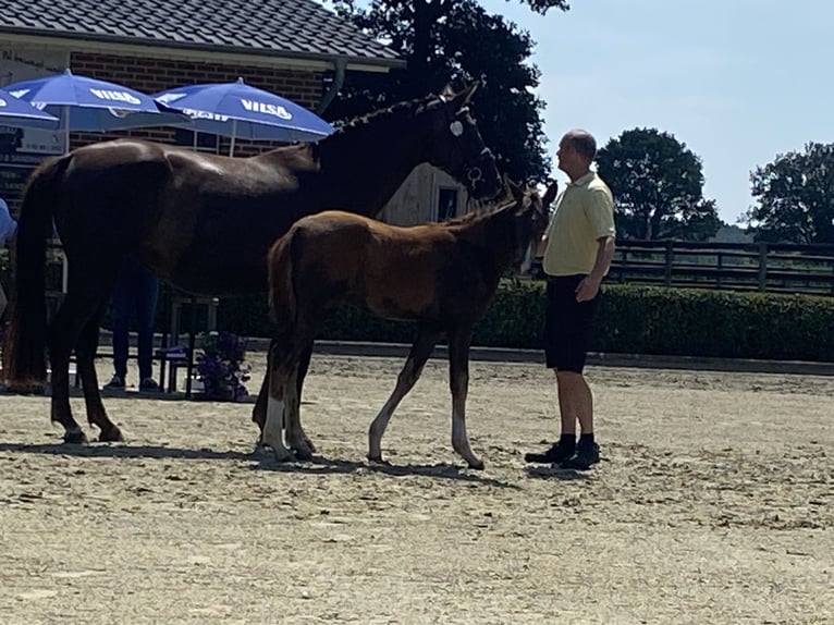 Hanovrien Jument Poulain (03/2026) 170 cm Alezan brûlé in Oyten