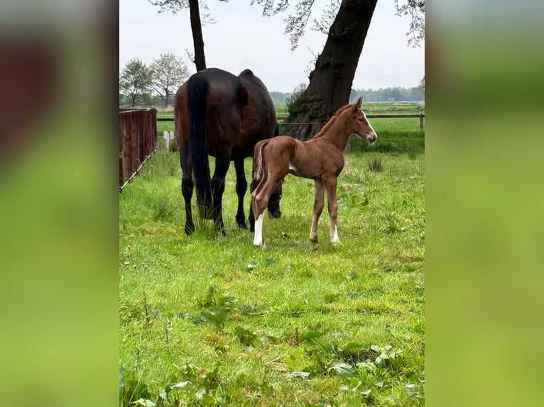 Hanovrien Jument Poulain (04/2025) 170 cm Alezan in Oyten