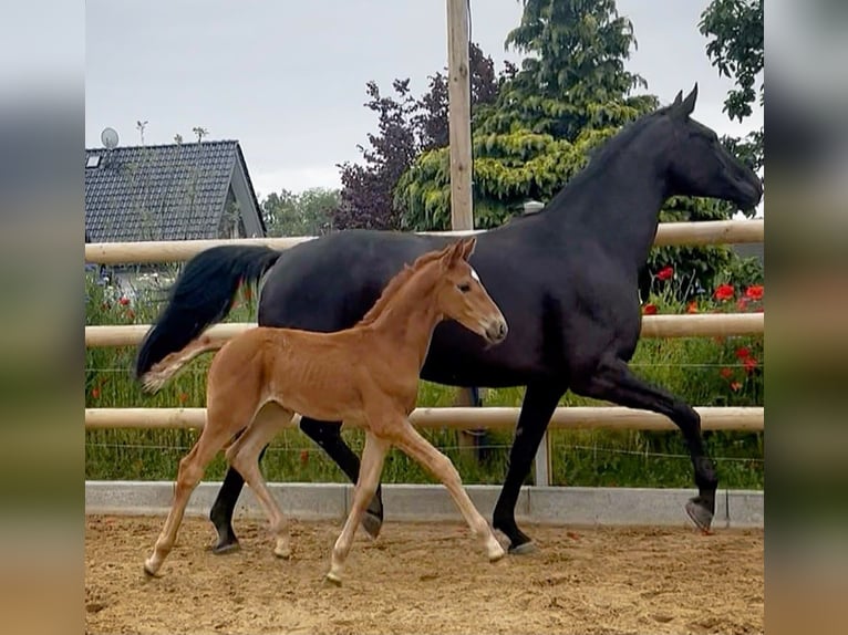 Hanovrien Jument Poulain (04/2026) 170 cm Alezan in Reichshof