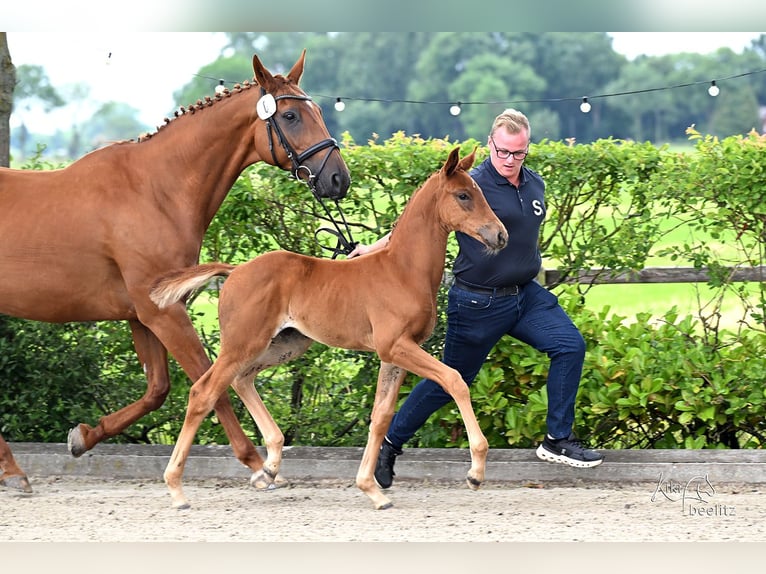 Hanovrien Jument Poulain (05/2026) 170 cm Alezan in Varel