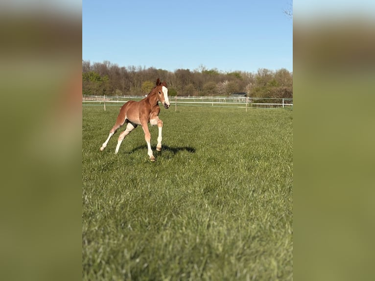 Hanovrien Jument Poulain (02/2026) 170 cm Alezan in Rommerskirchen