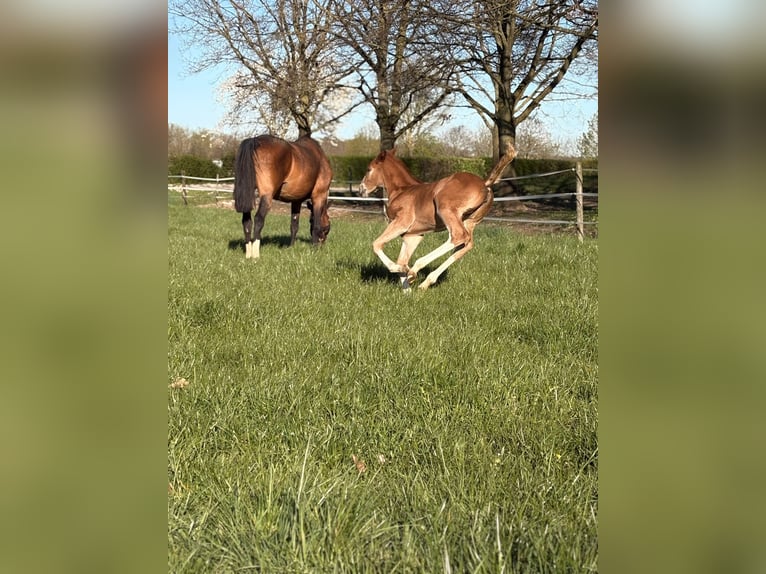 Hanovrien Jument Poulain (02/2026) 170 cm Alezan in Rommerskirchen