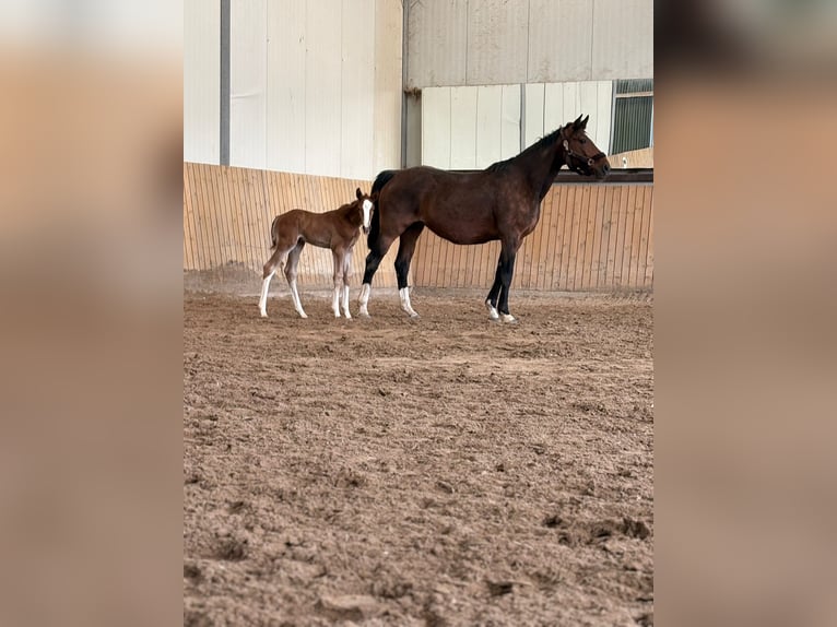 Hanovrien Jument Poulain (02/2026) 170 cm Alezan in Rommerskirchen