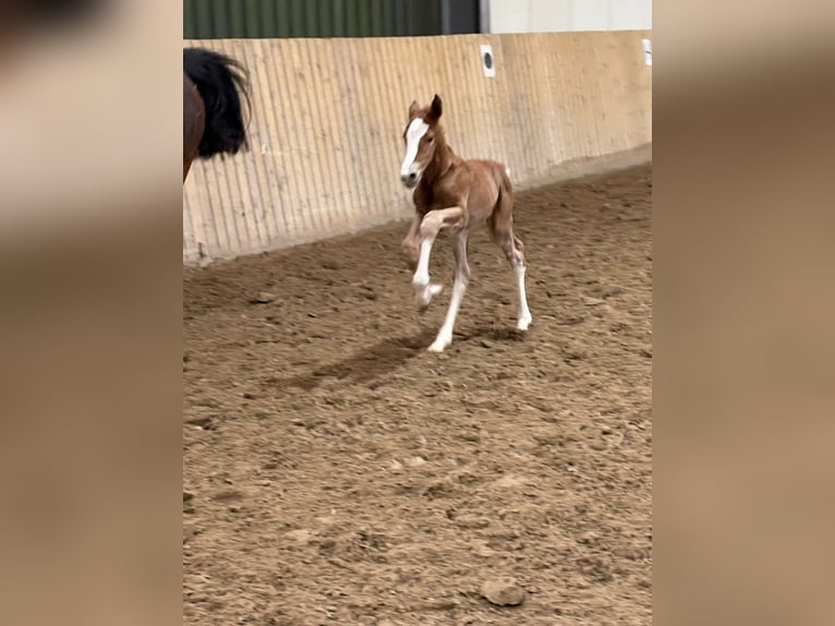 Hanovrien Jument Poulain (02/2026) 170 cm Alezan in Rommerskirchen