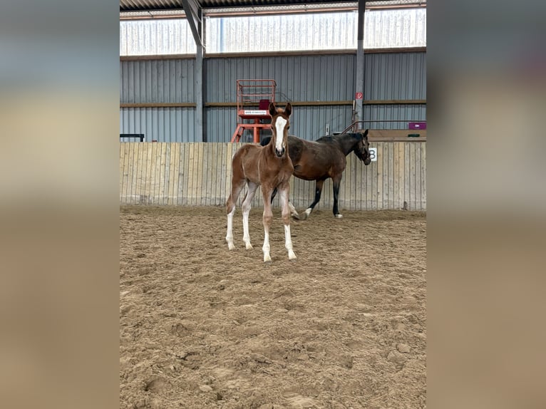 Hanovrien Jument Poulain (02/2026) 170 cm Alezan in Rommerskirchen