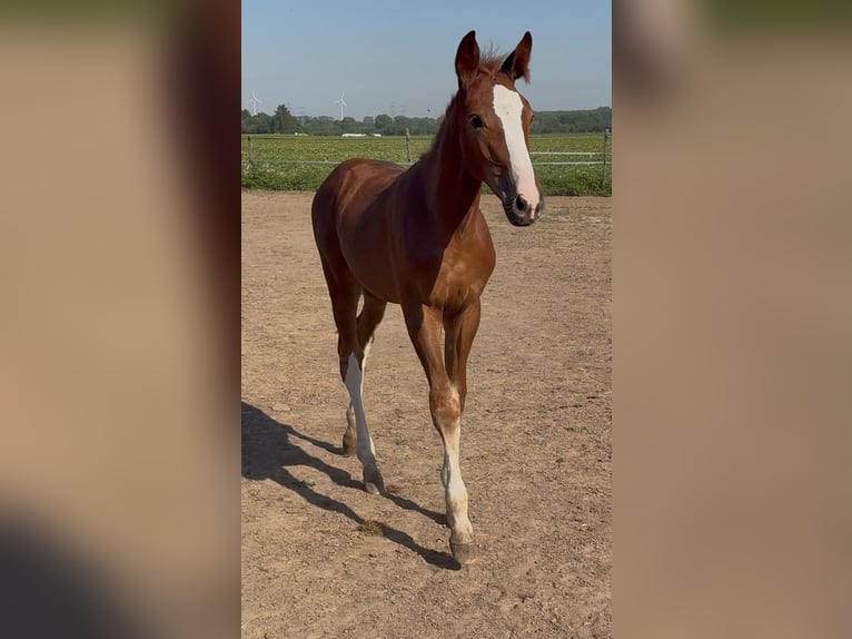Hanovrien Jument Poulain (02/2026) 170 cm Alezan in Rommerskirchen
