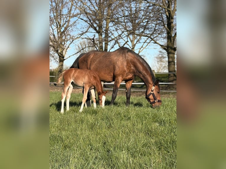 Hanovrien Jument Poulain (02/2026) 170 cm Alezan in Rommerskirchen