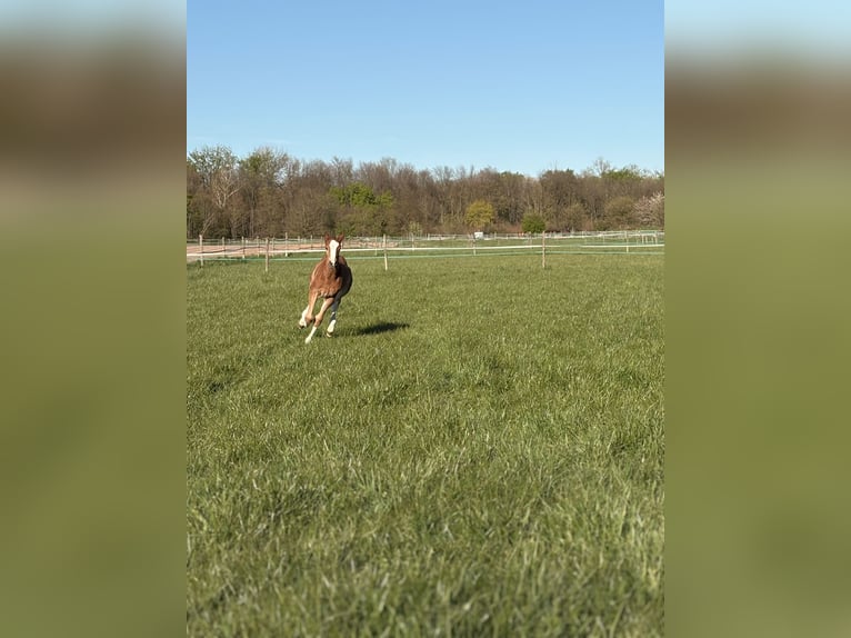 Hanovrien Jument Poulain (02/2026) 170 cm Alezan in Rommerskirchen