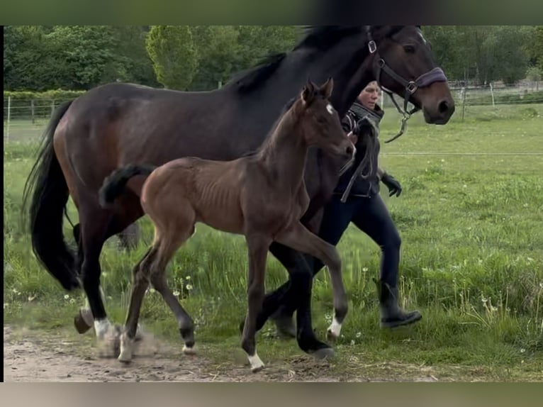 Hanovrien Jument Poulain (04/2025) 170 cm Bai brun in Langwedel