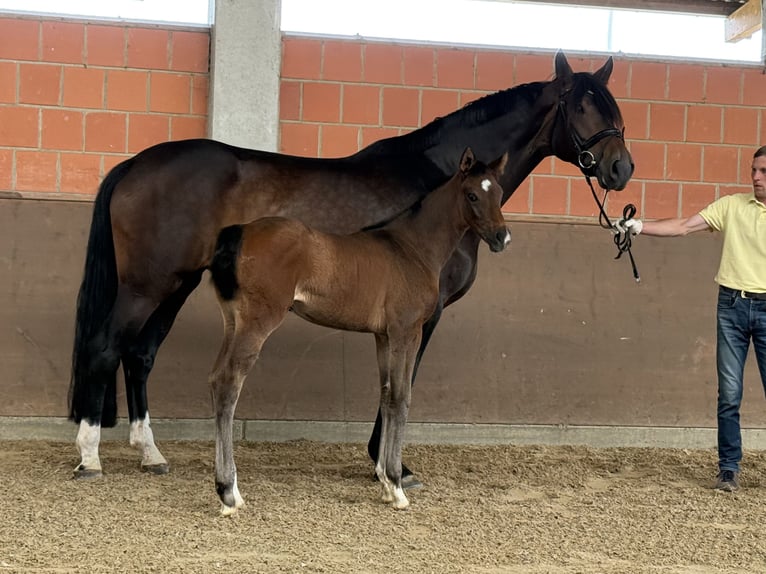 Hanovrien Jument Poulain (04/2025) 170 cm Bai brun in Langwedel