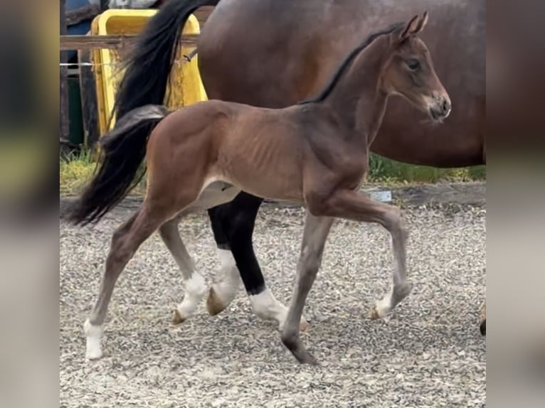 Hanovrien Jument Poulain (04/2026) 170 cm Bai brun in Velpke