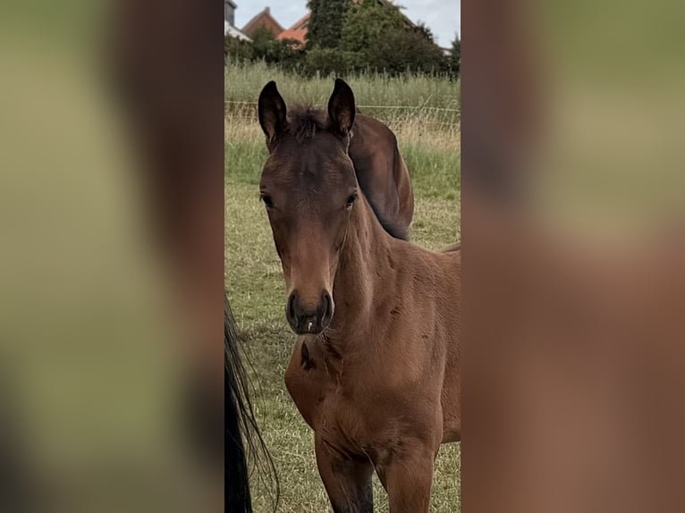 Hanovrien Jument Poulain (04/2026) 170 cm Bai brun in Velpke