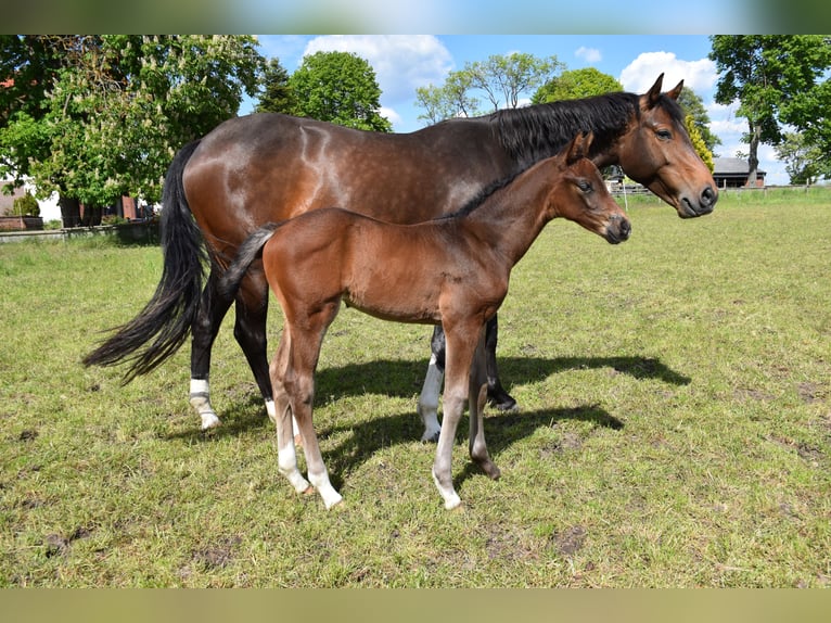 Hanovrien Jument Poulain (04/2026) 170 cm Bai brun in Velpke