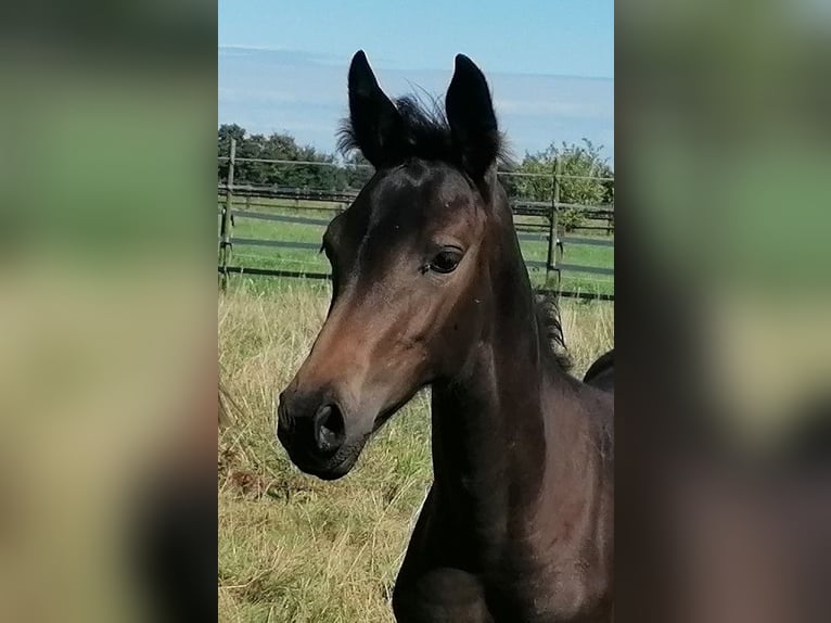 Hanovrien Jument Poulain (06/2024) 170 cm Bai brun in Kempen