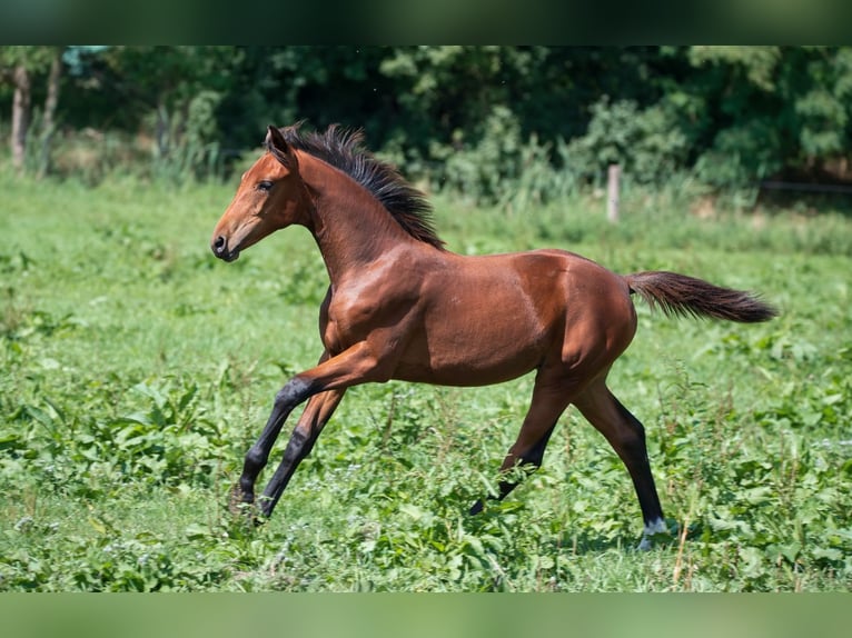 Hanovrien Jument Poulain (03/2024) 170 cm Bai in Mühlenberge