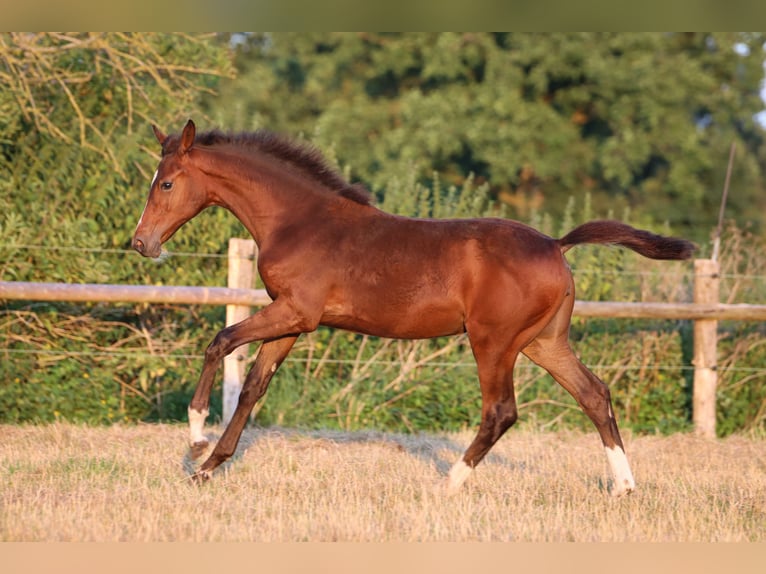 Hanovrien Jument Poulain (03/2024) 170 cm Bai in Rickling