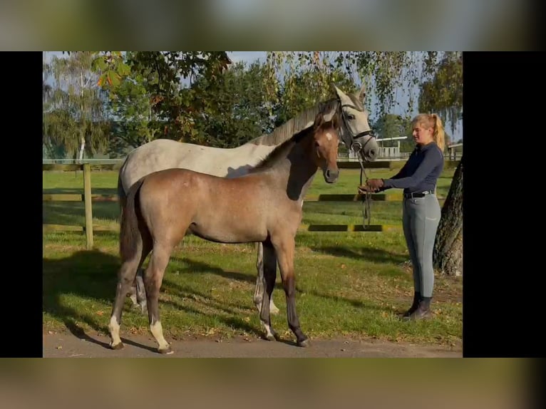 Hanovrien Jument Poulain (04/2026) 170 cm Gris in Weyhe
