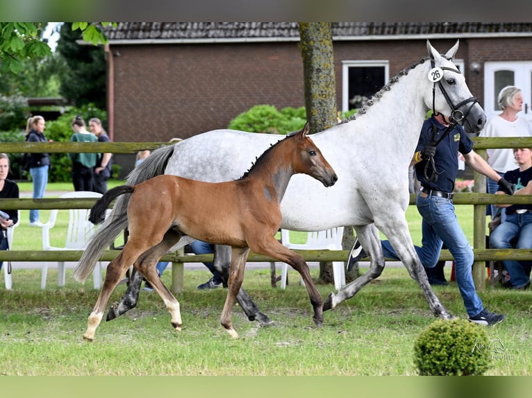 Hanovrien Jument Poulain (04/2026) 170 cm Gris in Weyhe