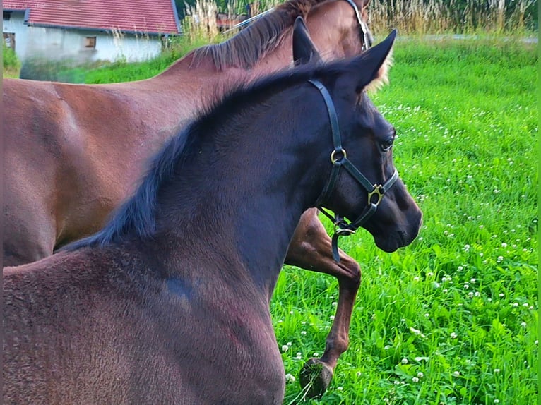 Hanovrien Jument Poulain (04/2025) 170 cm Noir in Achslach