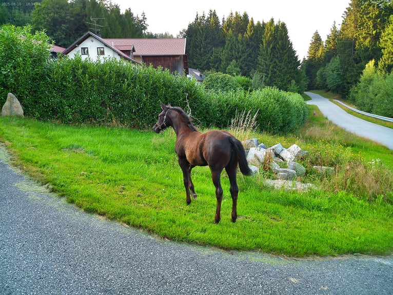 Hanovrien Jument Poulain (04/2025) 170 cm Noir in Achslach