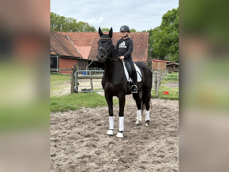 Hanovrien Jument Poulain (01/2026) 170 cm Noir in Kirchlinteln