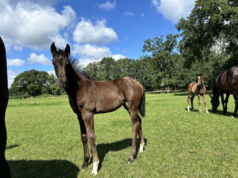 Hanovrien Jument Poulain (05/2024) 170 cm Noir in Sögel