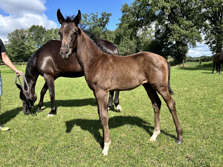 Hanovrien Jument Poulain (05/2024) 170 cm Noir in Sögel