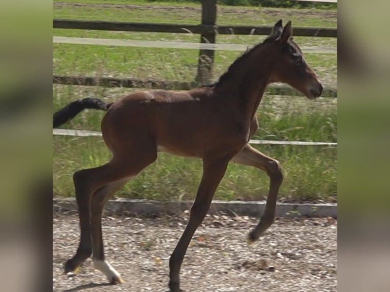 Hanovrien Jument Poulain (06/2024) 172 cm Bai in Rateka