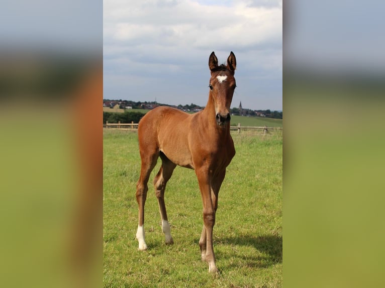 Hanovrien Jument Poulain (05/2026) 172 cm Bai in MelleMelle