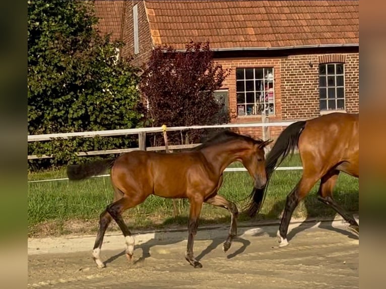 Hanovrien Jument Poulain (05/2026) 172 cm Bai in MelleMelle