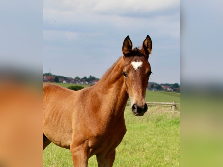 Hanovrien Jument Poulain (05/2026) 172 cm Bai in MelleMelle