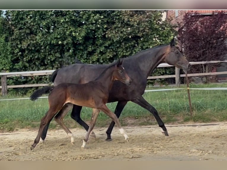 Hanovrien Jument Poulain (06/2026) 172 cm Noir in Melle