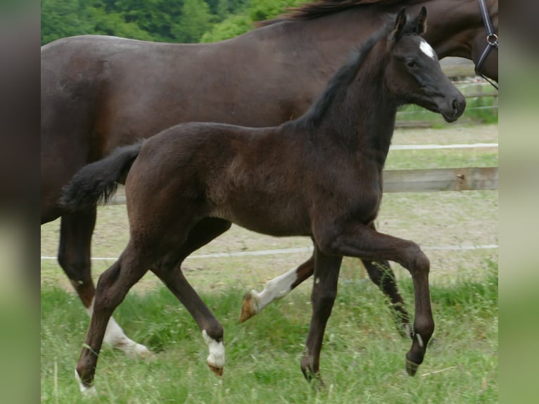 Hanovrien Jument  172 cm Noir in Greifenstein