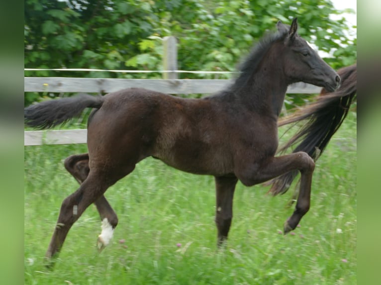 Hanovrien Jument  172 cm Noir in Greifenstein