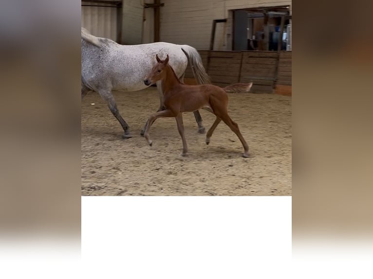 Hanovrien Jument Poulain (06/2026) 173 cm Alezan brûlé in Kaufungen