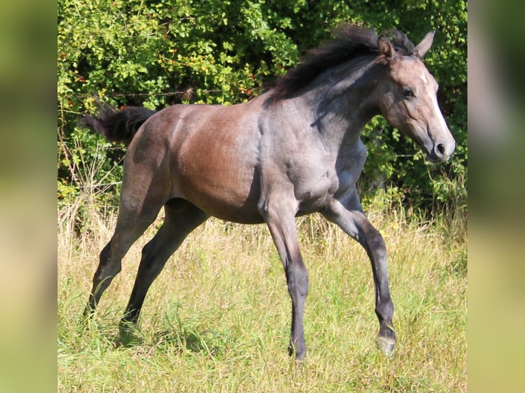 Hanovrien Jument Poulain (04/2024) 173 cm Gris in Stadthagen