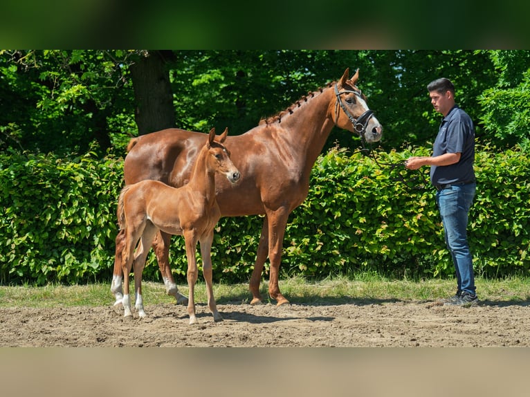 Hanovrien Jument  Alezan in M&#xF6;nchengladbach