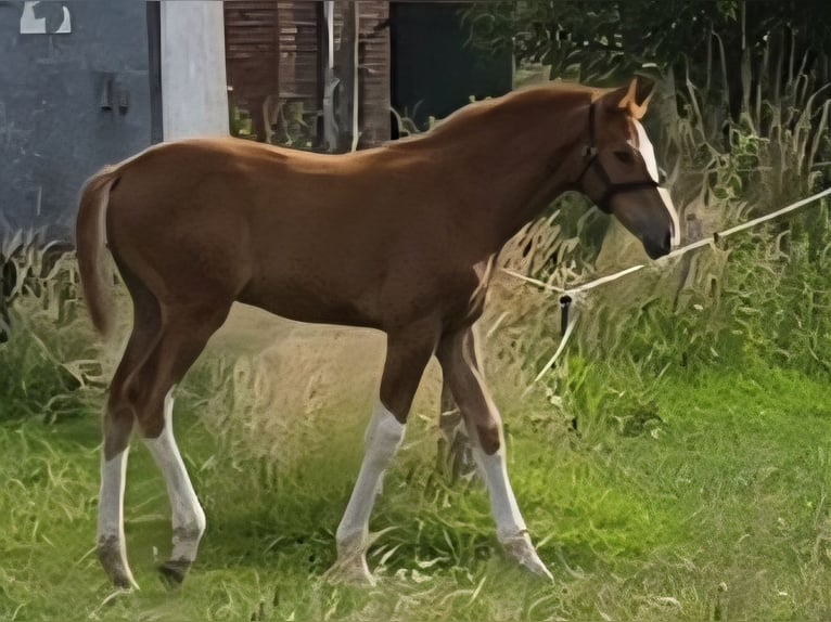 Hanovrien Jument  Alezan in Quendorf