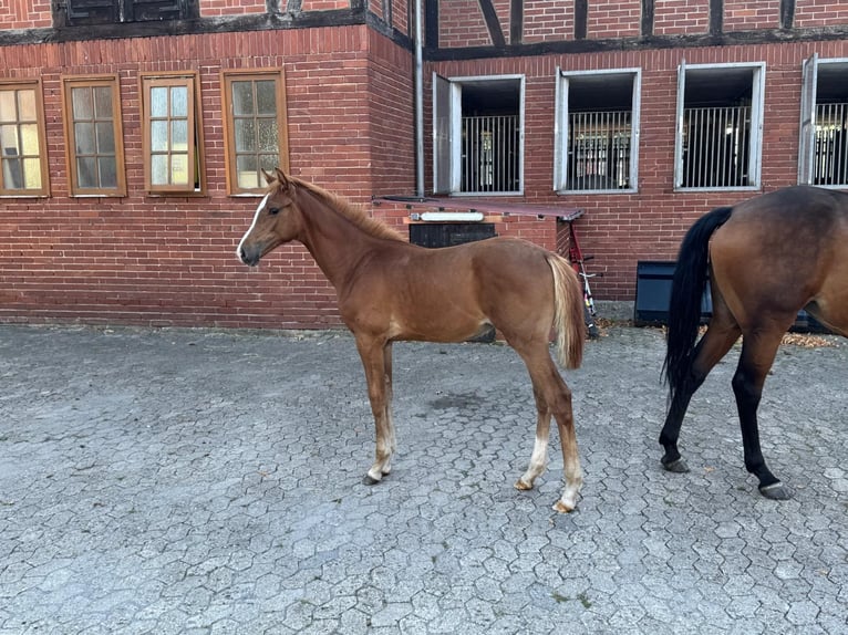 Hanovrien Jument Poulain (04/2025) Alezan in Petershagen