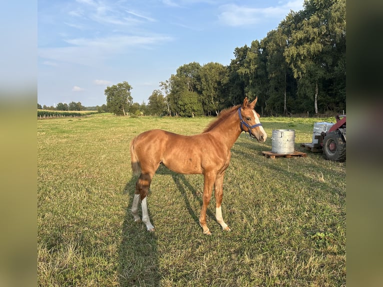 Hanovrien Jument Poulain (05/2025) Alezan in Schwanewede