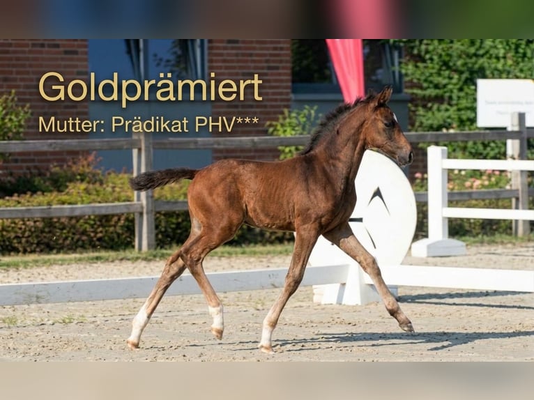 Hanovrien Jument Poulain (05/2026) Bai brun in Risum-Lindholm