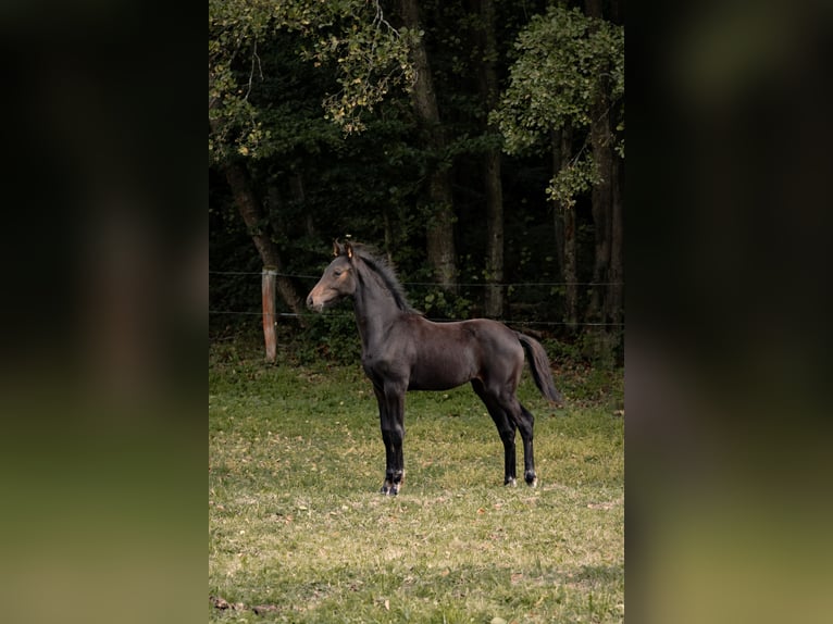 Hanovrien Jument Poulain (04/2025) Bai brun in Schmitten