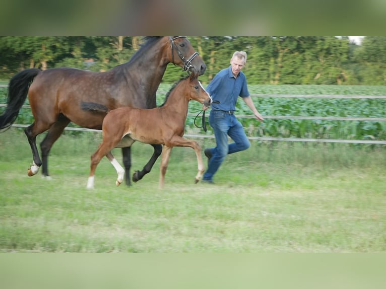 Hanovrien Jument  Bai brun in D&#xF6;tlingen