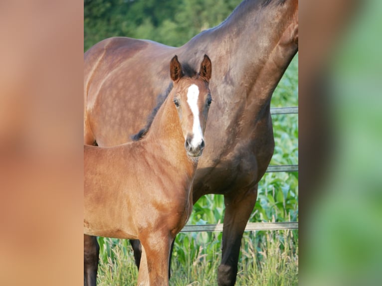 Hanovrien Jument  Bai brun in D&#xF6;tlingen