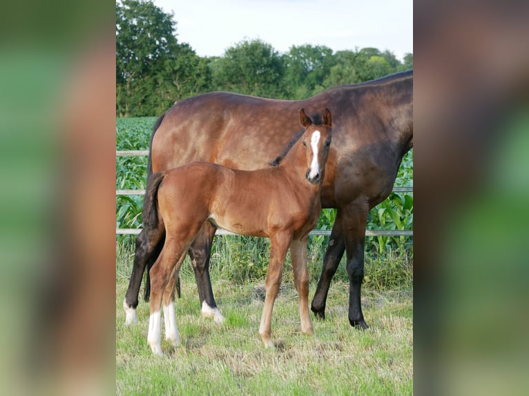 Hanovrien Jument  Bai brun in D&#xF6;tlingen