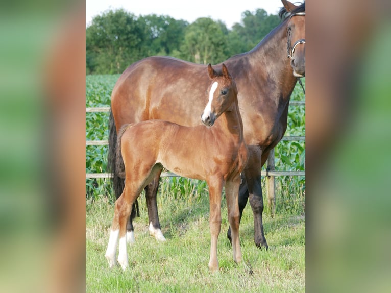 Hanovrien Jument  Bai brun in D&#xF6;tlingen