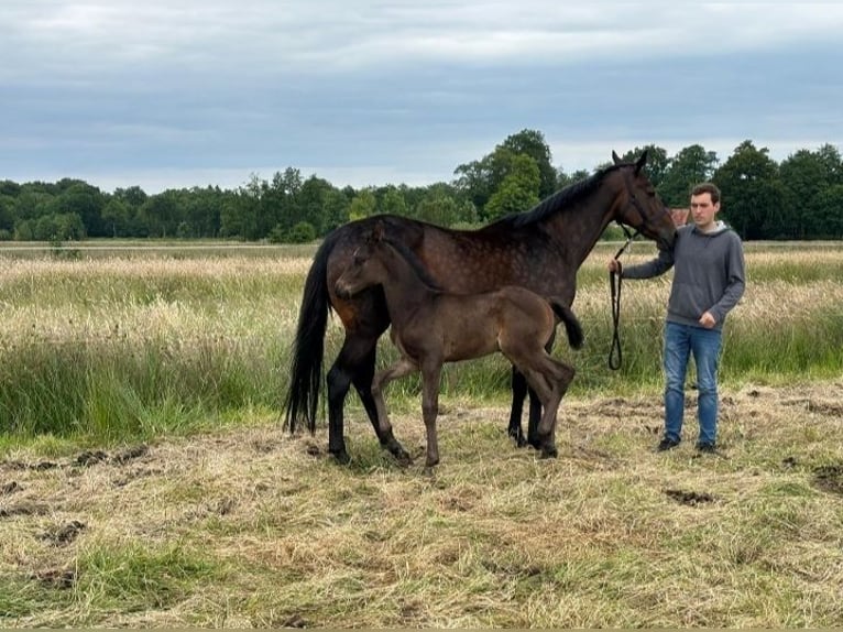 Hanovrien Jument Poulain (04/2024) Bai brun in Wingst