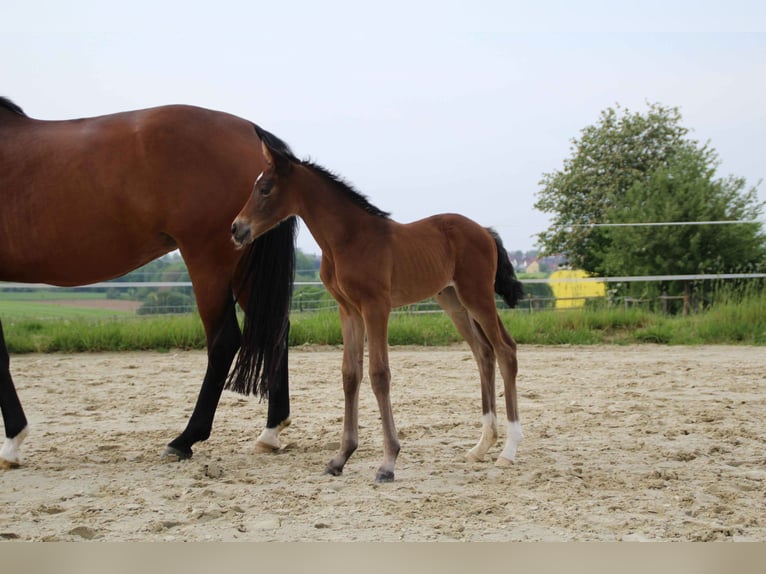 Hanovrien Jument Poulain (05/2026) Bai brun in Melle